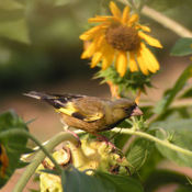 Oriental Greenfinch